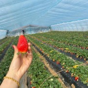 黄岛开发区草莓采摘多少钱（黄岛草莓基地在哪里）