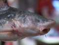 关于长江黑洄鱼多少钱斤的信息