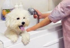 给小型犬洗澡做造型多少钱（小狗洗澡费用）