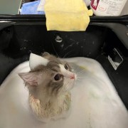 猫猫洗澡剃毛多少钱（给猫洗次澡多少钱）