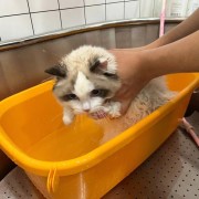 猫猫洗澡剃毛多少钱（给猫洗次澡多少钱）