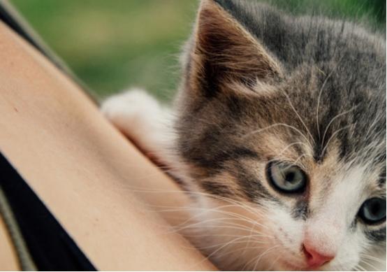 如何正确养护小猫并保证其健康成长(小猫怎么样养)  第1张