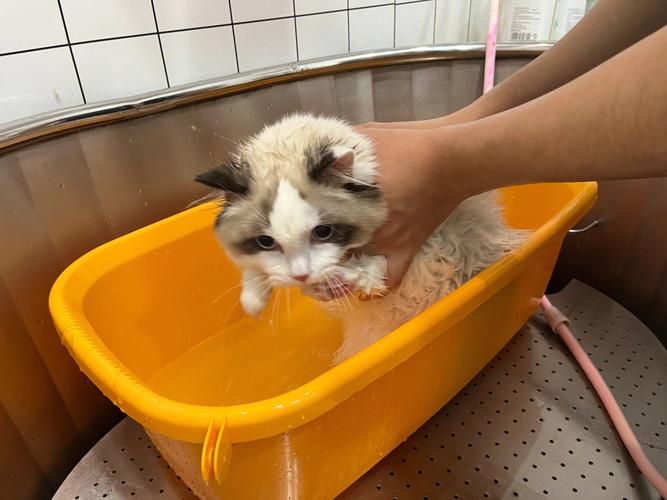 猫猫洗澡剃毛多少钱（给猫洗次澡多少钱）  第2张