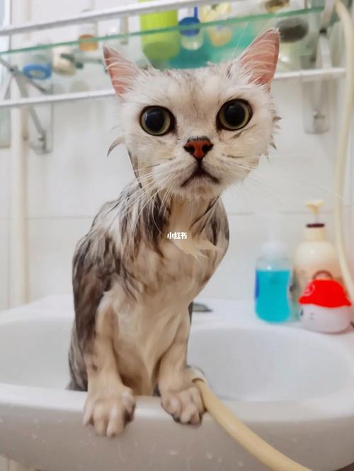 猫猫洗澡剃毛多少钱（给猫洗次澡多少钱）  第1张