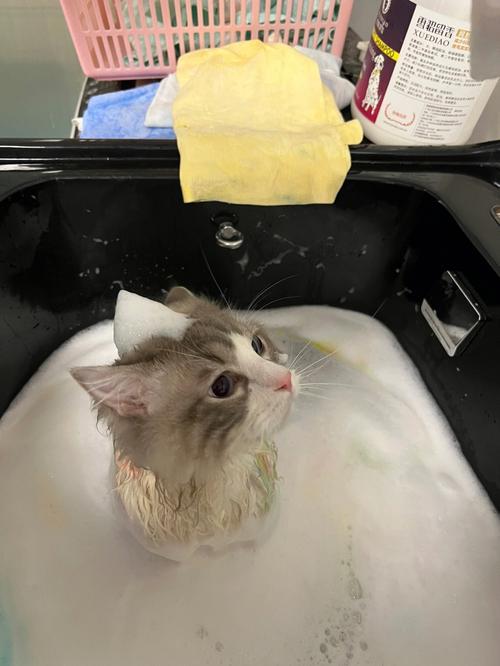 猫猫洗澡剃毛多少钱（给猫洗次澡多少钱）  第3张